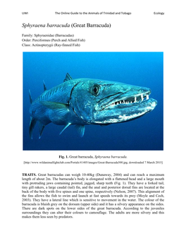 Sphyraena Barracuda (Great Barracuda)