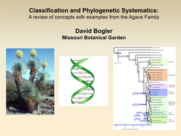 Classification and Phylogenetic Systematics: a Review of Concepts with Examples from the Agave Family