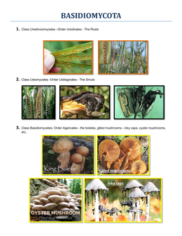 Basidiomycota