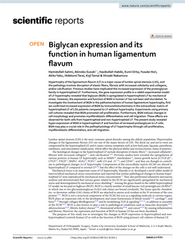 Biglycan Expression and Its Function in Human Ligamentum Flavum