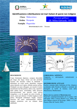 Percnon Gibbesi (H. Milne Edwards, 1853) (Decapoda, Grapsidae) Nello Stretto Di Messina, Versante Calabrese