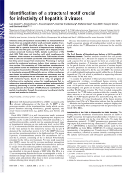 Identification of a Structural Motif Crucial for Infectivity of Hepatitis B Viruses