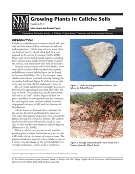 Growing Plants in Caliche Soils