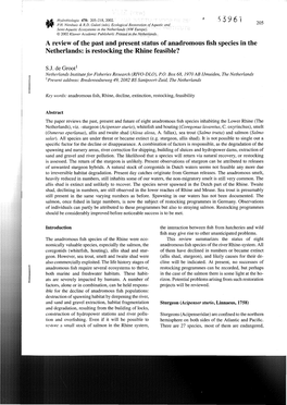 A Review of the Past and Present Status of Anadromous Fish Species in the Netherlands: Is Restocking the Rhine Feasible?