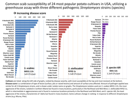 Common Scab Susceptibility of 24 Most Popular Potato Cultivars in USA, Utilizing a Greenhouse Assay with Three Different Pathoge