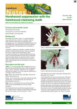 Horehound Suppression Using the Horehound Clearwing Moth (DSE Vic)