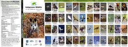 Indigenous Wildlife of the Bellarine Peninsula Brochure