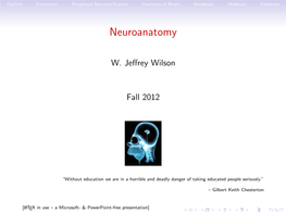 Neuroanatomy