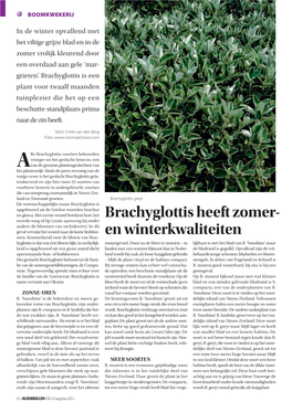 Brachyglottis Heeft Zomer- Tweede Tong of Lip (Zoals Aanwezig Bij Onder Andere De Bloemen Van Orchideeën)