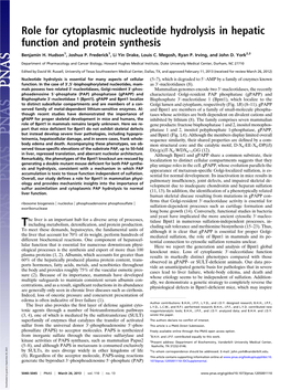 Role for Cytoplasmic Nucleotide Hydrolysis in Hepatic Function and Protein Synthesis