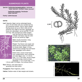 Submerged PLANTS