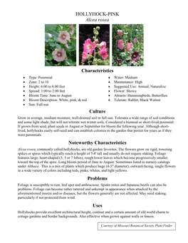 HOLLYHOCK-PINK Alcea Rosea Characteristics Culture Noteworthy