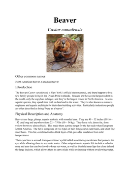 Beaver Castor Canadensis