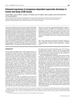 Enhanced Expression of Manganese-Dependent Superoxide Dismutase in Human and Sheep CLN6 Tissues