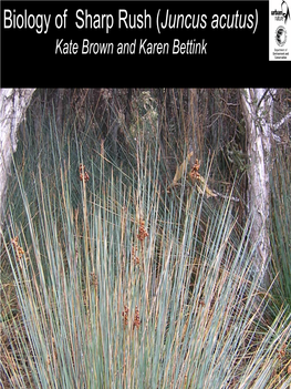 Biology of Sharp Rush (Juncus Acutus) Kate Brown and Karen Bettink