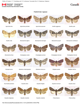 Moths of Canada: J