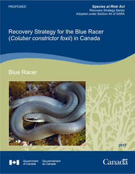 Blue Racer (Coluber Constrictor Foxii) in Canada