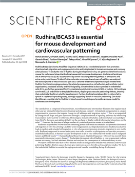 Rudhira/BCAS3 Is Essential for Mouse Development and Cardiovascular