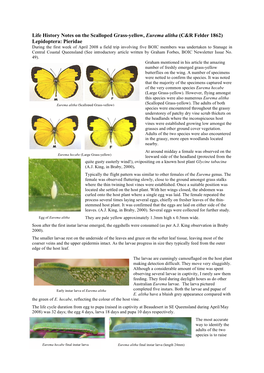 Life History Notes on the Scalloped Grass-Yellow, Eurema Alitha