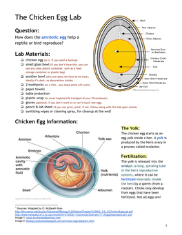 The Chicken Egg Lab 1