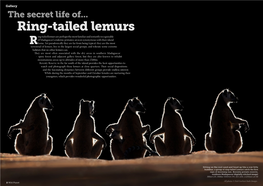 Ring-Tailed Lemurs