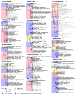 Arenaviridae Astroviridae Filoviridae Flaviviridae Hantaviridae