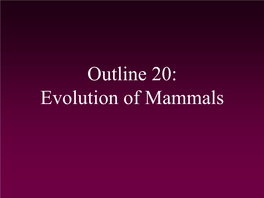 Evolution of Mammals Classifying Mammals