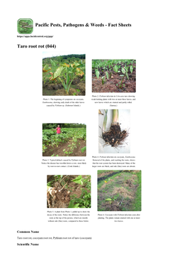 Taro Root Rot (044)