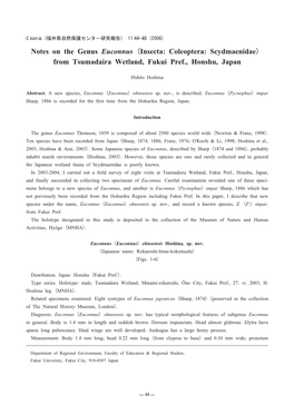 Notes on the Genus Euconnus (Insecta: Coleoptera: Scydmaenidae) from Tsumadaira Wetland, Fukui Pref., Honshu, Japan