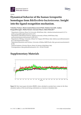 Dynamical Behavior of the Human Ferroportin Homologue from Bdellovibrio Bacteriovorus