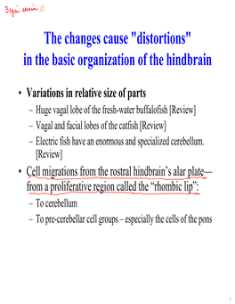 Why a Midbrain? Evolution, Structure and Functions Notes