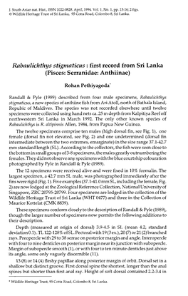 Rabaulichthys Stigmaticus : First Record from Sri Lanka (Pisces: Serranidae: Anthiinae)