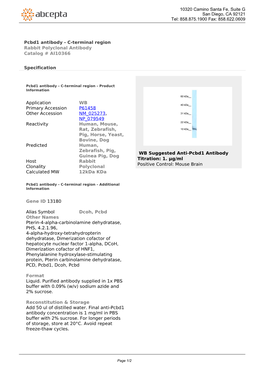 Pcbd1 Antibody - C-Terminal Region Rabbit Polyclonal Antibody Catalog # AI10366