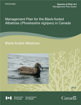 (Phoebastria Nigripes) in Canada Black-Footed Albatross