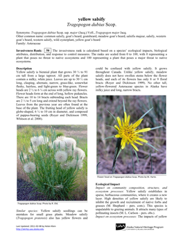 Yellow Salsify Tragopogon Dubius Scop