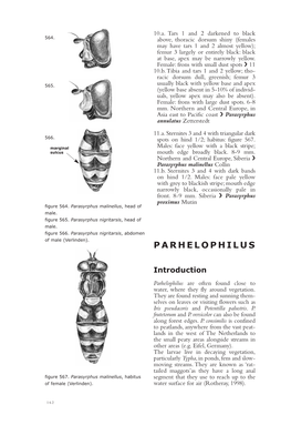 Parhelophilus