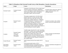 Branches of the External Carotid Artery of the Dromedary, Camelus Dromedarius Artery Origin Course Distribution