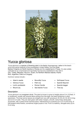 Yucca Gloriosa