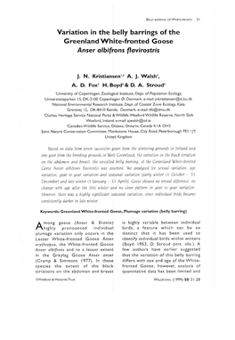 Variation in the Belly Barrings of the Greenland White-Fronted Goose Anser Albifrons Flavirostris