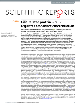 Cilia-Related Protein SPEF2 Regulates Osteoblast Differentiation