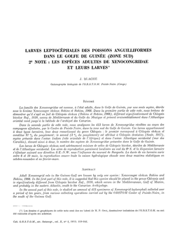 Larves Leptocéphales Des Poissons Anguilliformes Dans Le