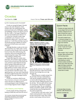 Cicadas Fact Sheet No