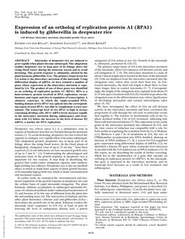 Expression of an Ortholog of Replication Protein A1 (RPA1)