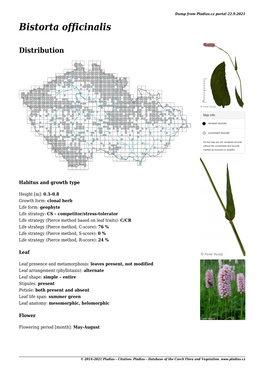 Detail Bistorta Officinalis 8. 8. 2021