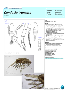 Australian Marine Zooplankton-Calanoid Copepods Part 2
