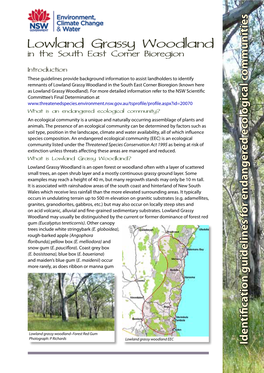 Lowland Grassy Woodland in the South East Corner Bioregion