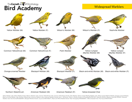 Widespread Warblers