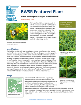 Nodding Bur-Marigold (Bidens Cernua) Plant Family: Aster