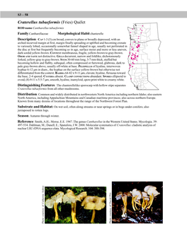 Craterellus Tubaeformis (Fries) Quélet ROD Name Cantharellus Tubaeformis Family Cantharellaceae Morphological Habit Chanterelle