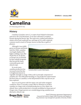 Camelina D.T